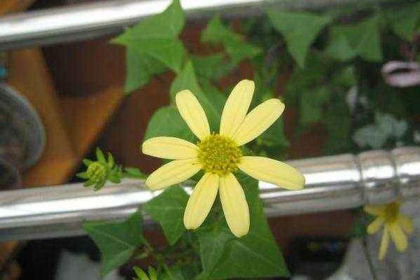 常春藤圖片大全 常春藤花語及寓意