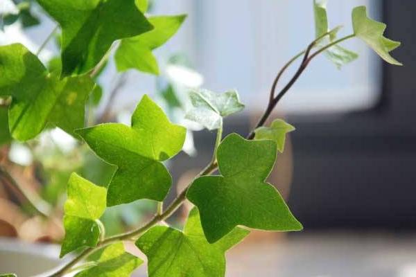 常春藤圖片大全 常春藤花語及寓意