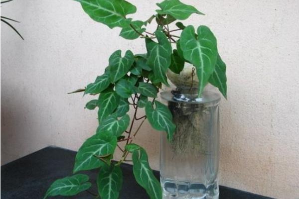 常春藤圖片大全 常春藤花語及寓意