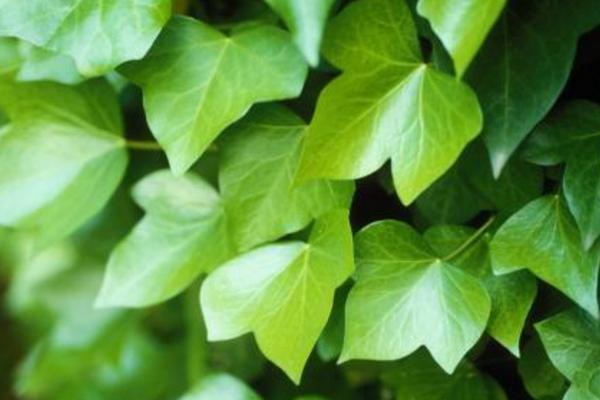 常春藤圖片大全 常春藤花語及寓意