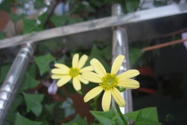 常春藤圖片大全 常春藤花語及寓意