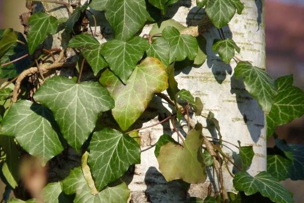 常春藤圖片大全 常春藤花語及寓意