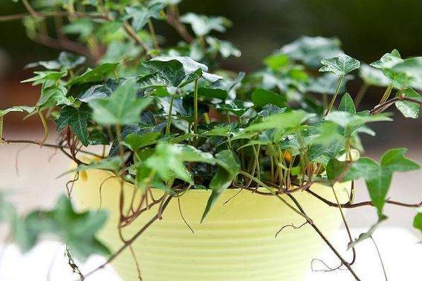 常春藤圖片大全 常春藤花語及寓意