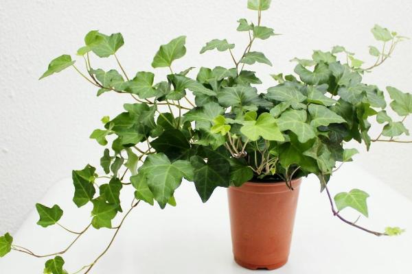 常春藤圖片大全 常春藤花語及寓意