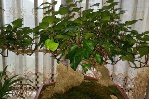 常春藤圖片大全 常春藤花語及寓意