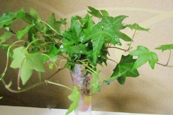 常春藤圖片大全 常春藤花語及寓意