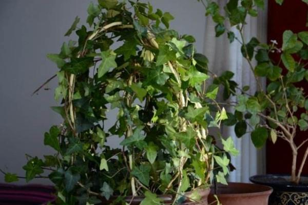 常春藤圖片大全 常春藤花語及寓意