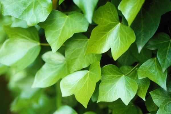 常春藤怎么修剪枝葉 常春藤扦插繁殖方法