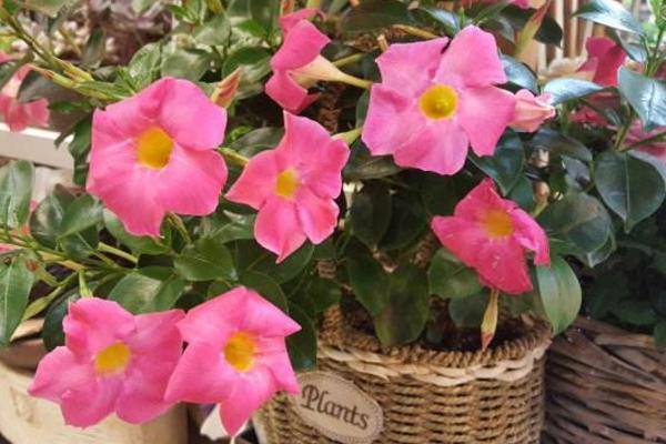 飄香藤怎么種 飄香藤種植方法與注意事項