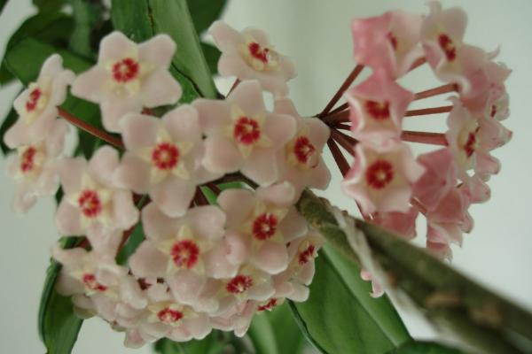 球蘭扦插繁殖方法 球蘭怎么修剪枝葉