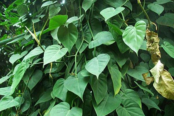 心葉藤葉子變黃怎么辦 心葉藤掉葉子的解決方法