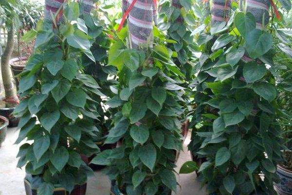 心葉藤葉子變黃怎么辦 心葉藤掉葉子的解決方法