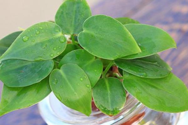 心葉藤葉子變黃怎么辦 心葉藤掉葉子的解決方法