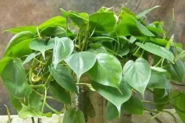 心葉藤葉子變黃怎么辦 心葉藤掉葉子的解決方法