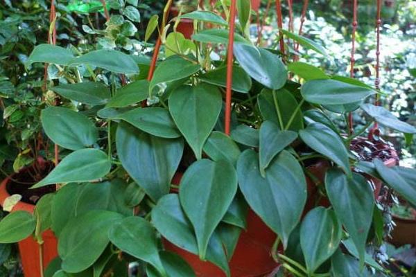 心葉藤葉子變黃怎么辦 心葉藤掉葉子的解決方法