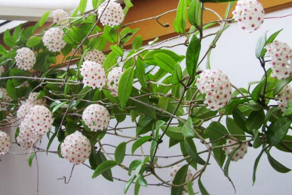 球蘭花怎么澆水（多久澆一次） 球蘭怎么施肥