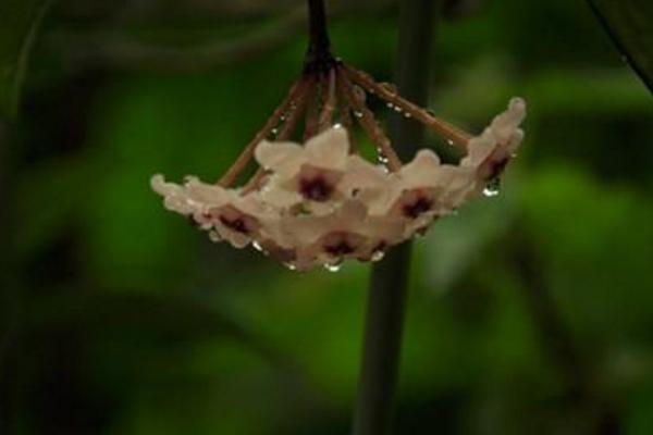 球蘭花怎么澆水(多久澆一次) 球蘭怎么施肥