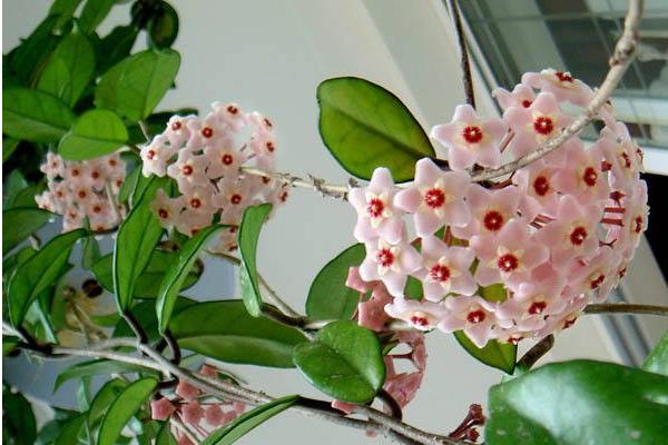 球蘭花怎么澆水(多久澆一次) 球蘭怎么施肥