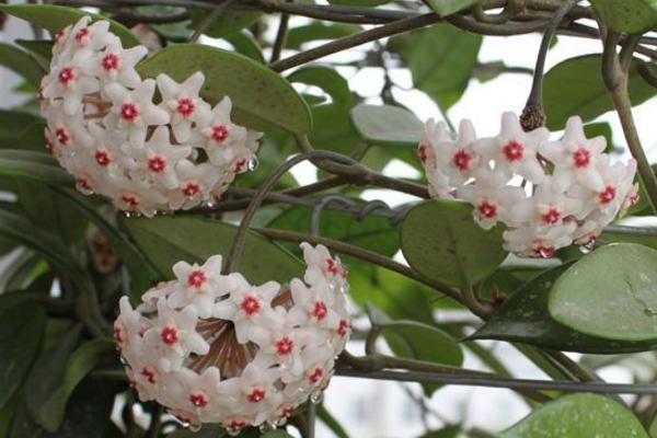 球蘭花怎么澆水(多久澆一次) 球蘭怎么施肥