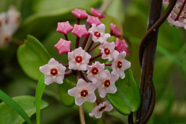 球蘭花怎么澆水(多久澆一次) 球蘭怎么施肥