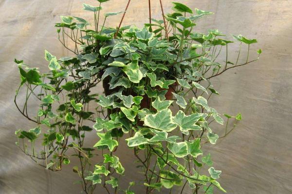 常春藤圖片大全 常春藤花語及寓意