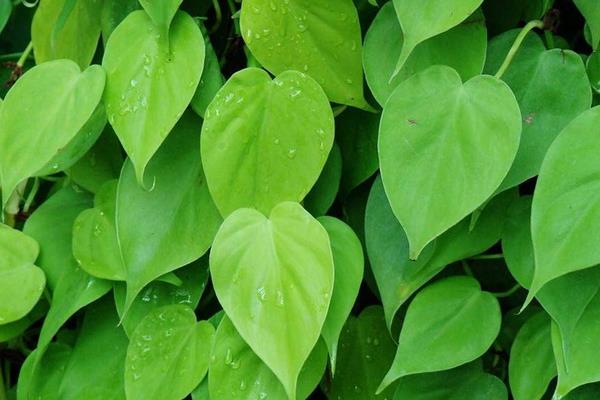 心葉藤葉子變黃怎么辦 心葉藤掉葉子的解決方法