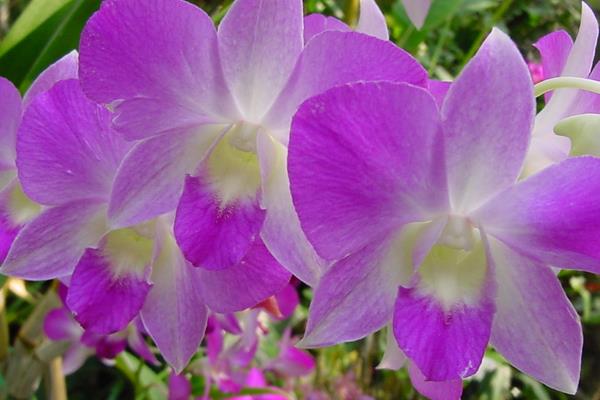 石斛蘭圖片大全 石斛蘭花語及寓意 石斛蘭有哪些品種