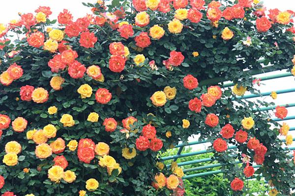 藤本月季怎么修剪枝葉  藤本月季如何過冬