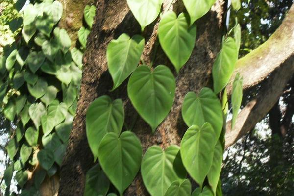 心葉藤放在家庭客廳哪個位置好 養(yǎng)心葉藤對風(fēng)水的作用