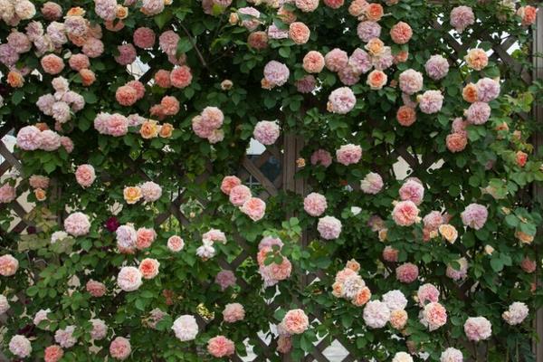 藤本月季什么時候開花（幾月） 藤本月季一年開幾次花