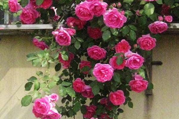 藤本月季什么時候開花(幾月) 藤本月季一年開幾次花