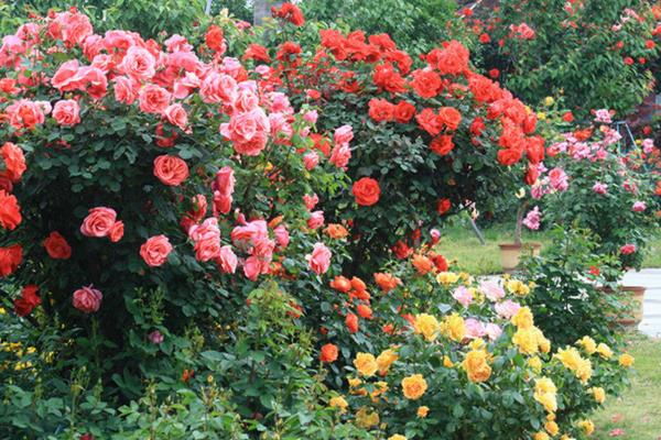 藤本月季什么時候開花(幾月) 藤本月季一年開幾次花