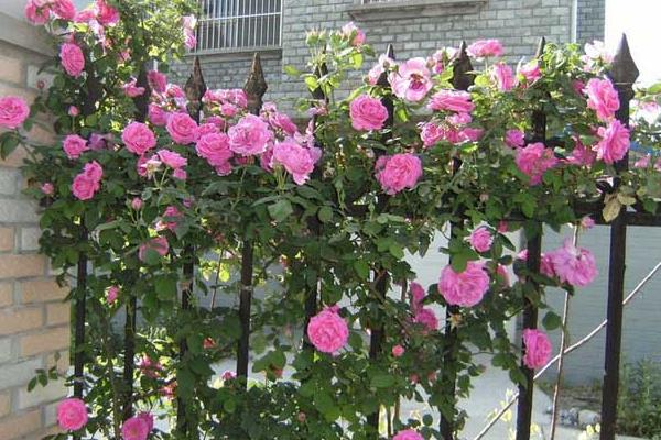 藤本月季什么時候開花(幾月) 藤本月季一年開幾次花