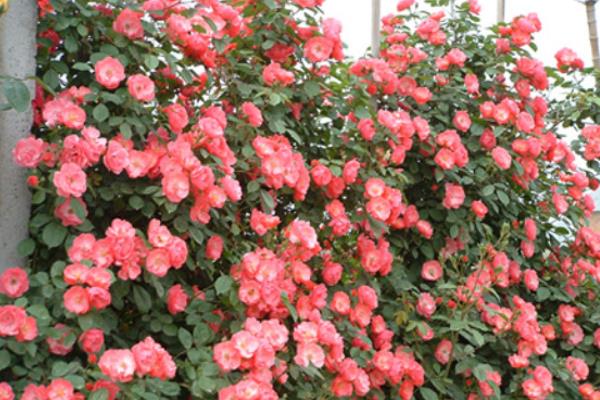 藤本月季什么時候開花(幾月) 藤本月季一年開幾次花