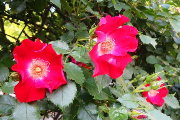 藤本月季什么時候開花(幾月) 藤本月季一年開幾次花