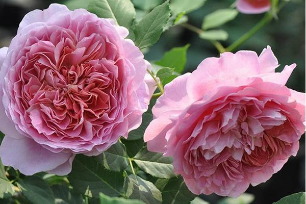 藤本月季什么時候開花(幾月) 藤本月季一年開幾次花