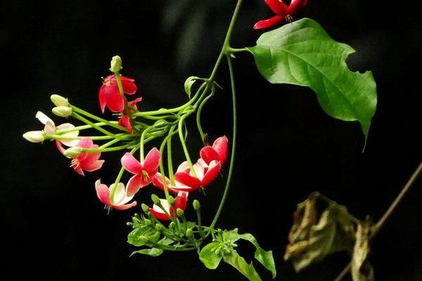 使君子怎么種 使君子種植方法與注意事項