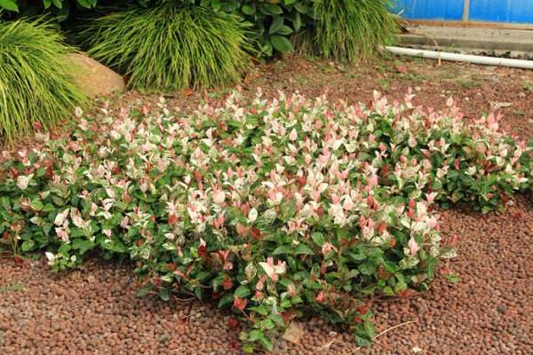 花葉絡石怎么澆水(多久澆一次) 花葉絡石扦插繁殖方法