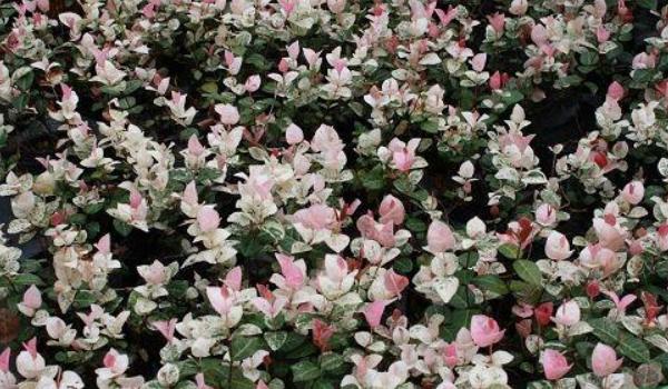 花葉絡石怎么澆水(多久澆一次) 花葉絡石扦插繁殖方法