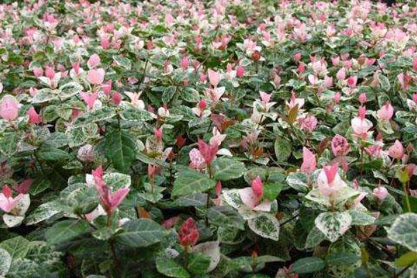 花葉絡石怎么澆水(多久澆一次) 花葉絡石扦插繁殖方法