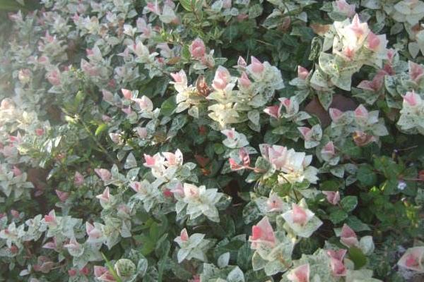 花葉絡石怎么澆水(多久澆一次) 花葉絡石扦插繁殖方法