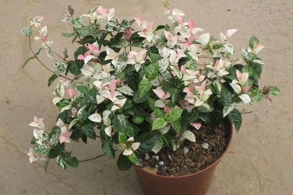 花葉絡石怎么澆水(多久澆一次) 花葉絡石扦插繁殖方法