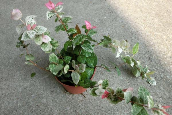 花葉絡石怎么澆水(多久澆一次) 花葉絡石扦插繁殖方法