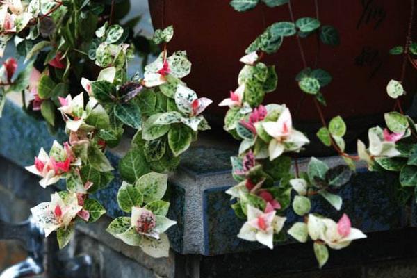 花葉絡(luò)石有毒嗎 花葉絡(luò)石能放在室內(nèi)臥室嗎