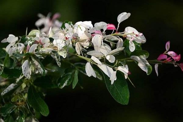 花葉絡(luò)石有毒嗎 花葉絡(luò)石能放在室內(nèi)臥室嗎