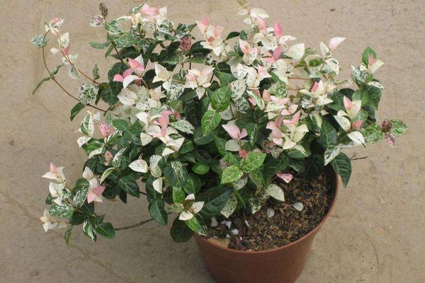 花葉絡(luò)石有毒嗎 花葉絡(luò)石能放在室內(nèi)臥室嗎