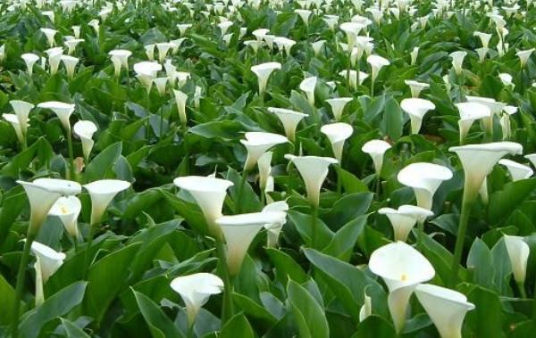 花葉絡(luò)石有毒嗎 花葉絡(luò)石能放在室內(nèi)臥室嗎