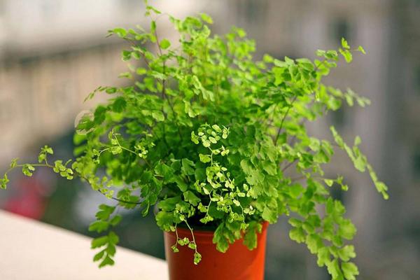 花葉絡(luò)石有毒嗎 花葉絡(luò)石能放在室內(nèi)臥室嗎