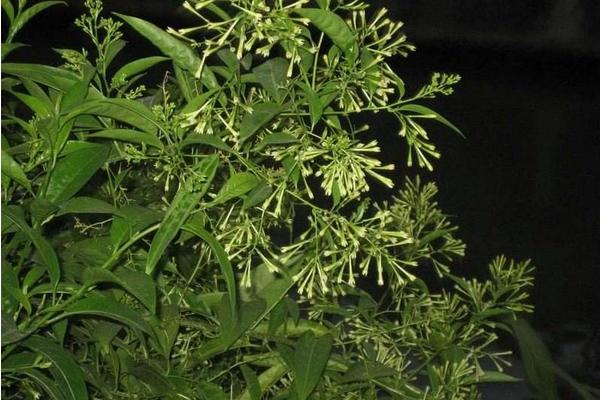 花葉絡(luò)石有毒嗎 花葉絡(luò)石能放在室內(nèi)臥室嗎