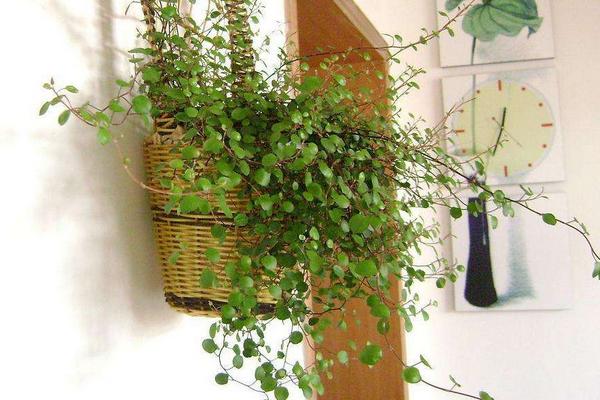 千葉吊蘭怎么養 千葉吊蘭養殖方法與注意事項